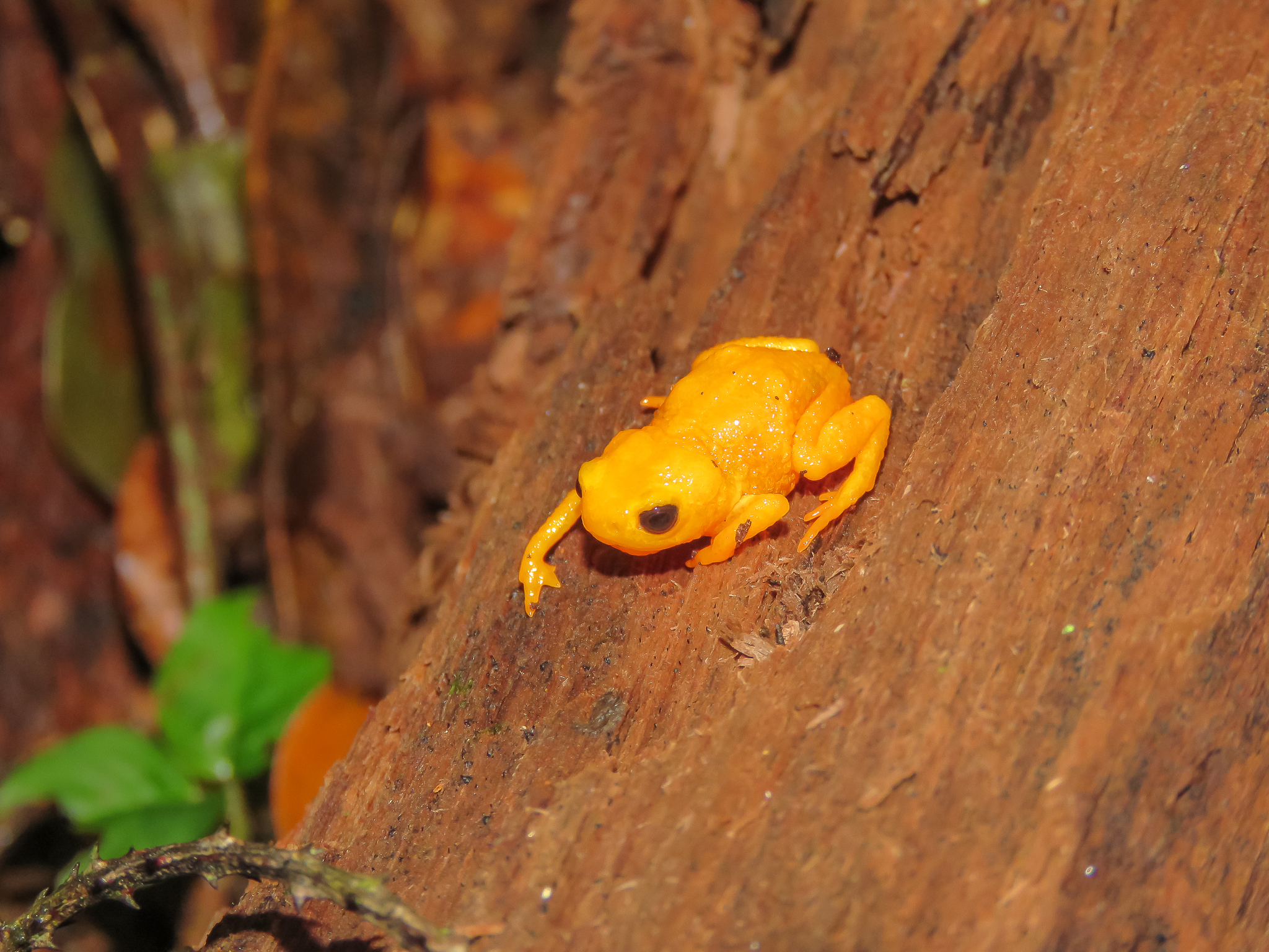 Pearly Pumpkin Flea Toad, Brachycephalus margaritatus