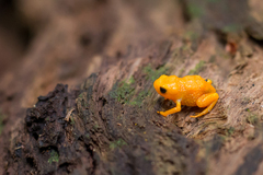 Pearly Pumpkin Flea Toad