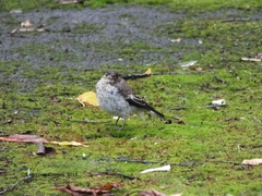 Ficedula hypoleuca