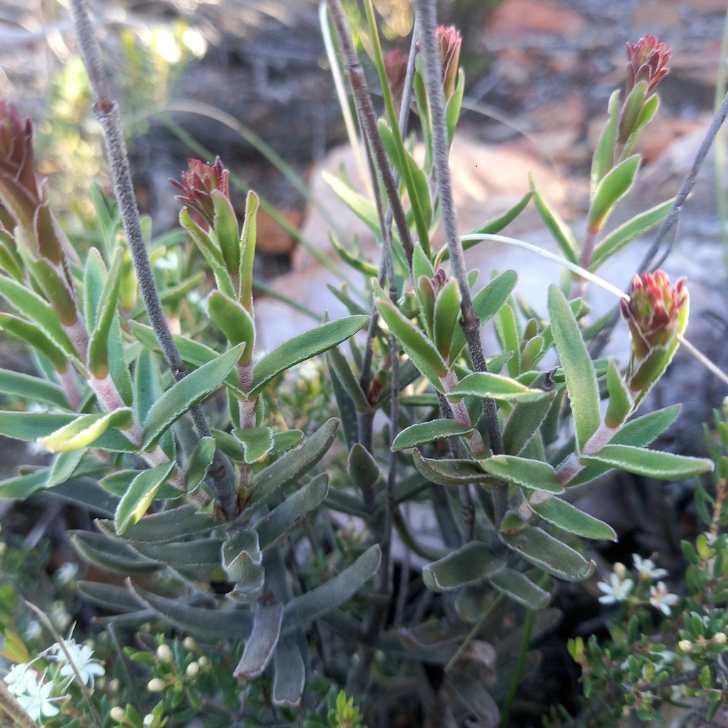 Crassula multiflora