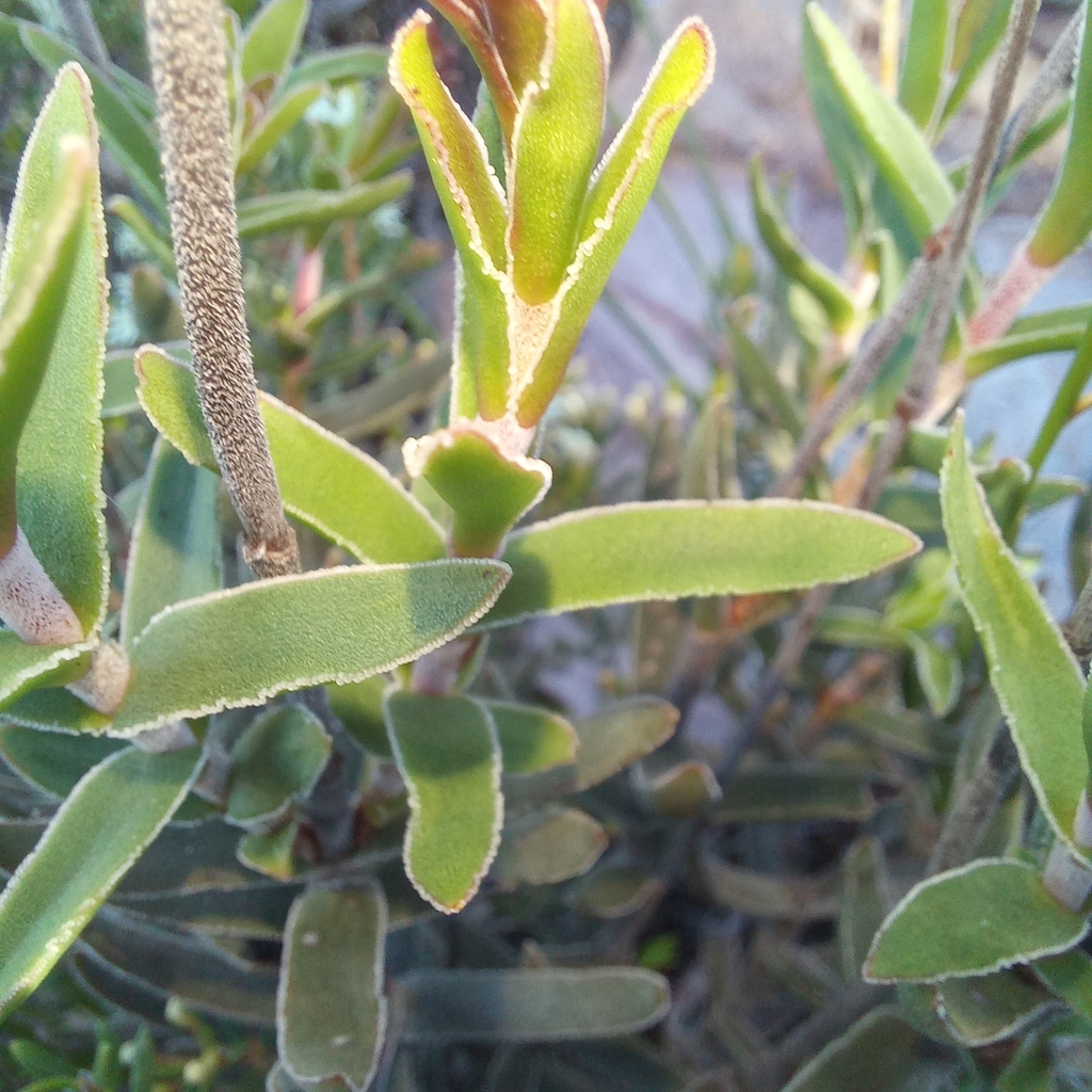 Crassula multiflora 2