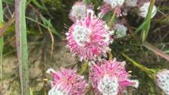 Serruria furcellata