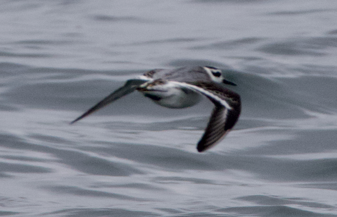 Red Phalarope