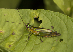 Leioscapheus