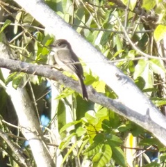 Contopus hispaniolensis