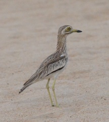 Burhinus senegalensis