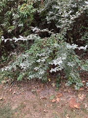 Elaeagnus umbellata