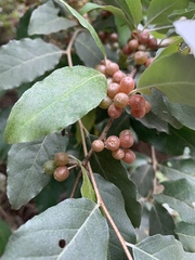 Elaeagnus umbellata