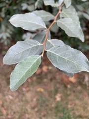Elaeagnus umbellata