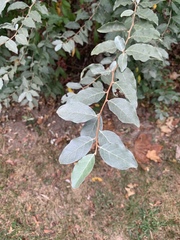 Elaeagnus umbellata