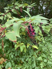 Phytolacca americana