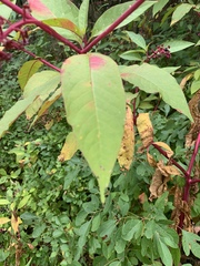 Phytolacca americana