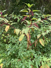 Phytolacca americana