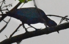 Lamprotornis