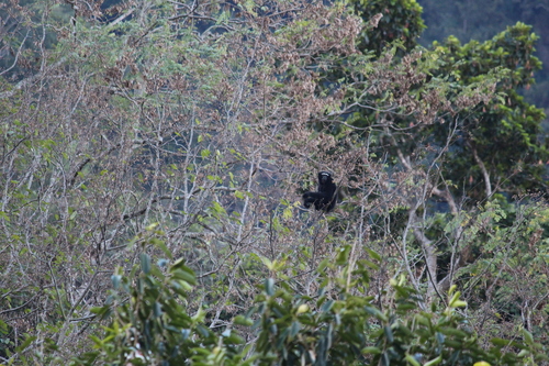 Western Hoolock Gibbon
