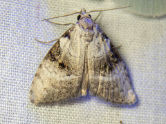 Acatapaustus metallopa