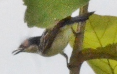 Dryoscopus gambensis