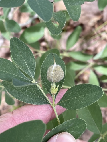 Baptisia nuttalliana, photograph 5