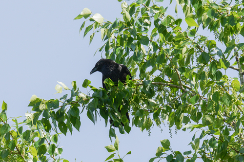 Carrion Crow