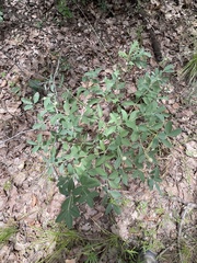 Baptisia nuttalliana, photograph (c) Sam Kieschnick, some rights reserved (CC BY)