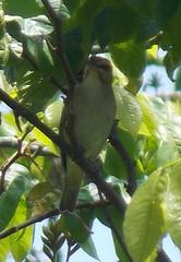Vireo altiloquus