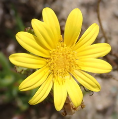 Arctotis subacaulis