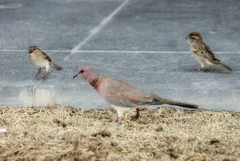 Streptopelia senegalensis