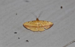 Striglininae