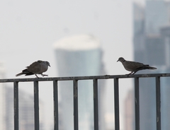 Streptopelia decaocto