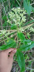 Hedyotis