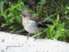 Ficedula hypoleuca