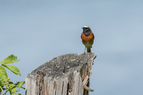 Common Redstart