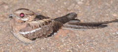 Caprimulgus climacurus