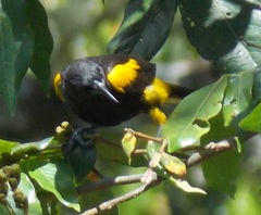 Icterus dominicensis