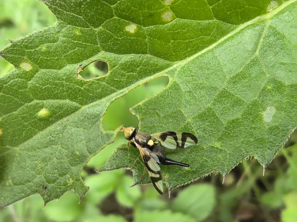 Urophora coronata