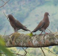 Patagioenas inornata