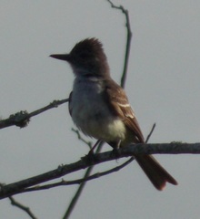 Myiarchus stolidus