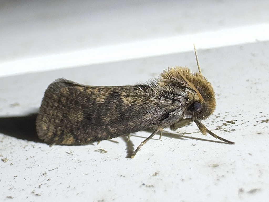 Walsingham's Grass Tubeworm Moth