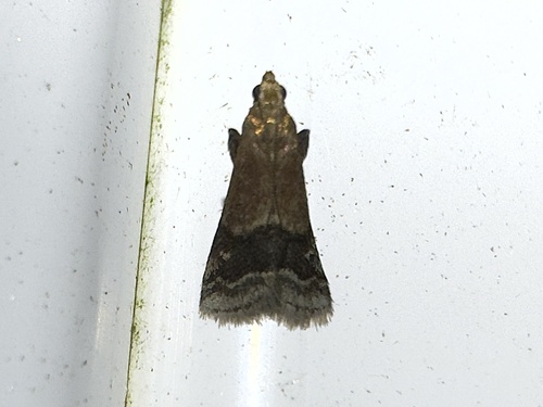 Broad-banded Eulogia Moth photo 5