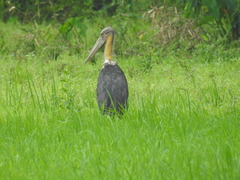 Leptoptilos javanicus