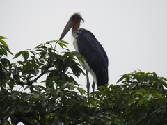 Leptoptilos javanicus