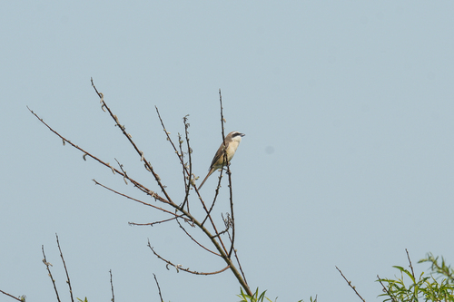 Brown Shrike
