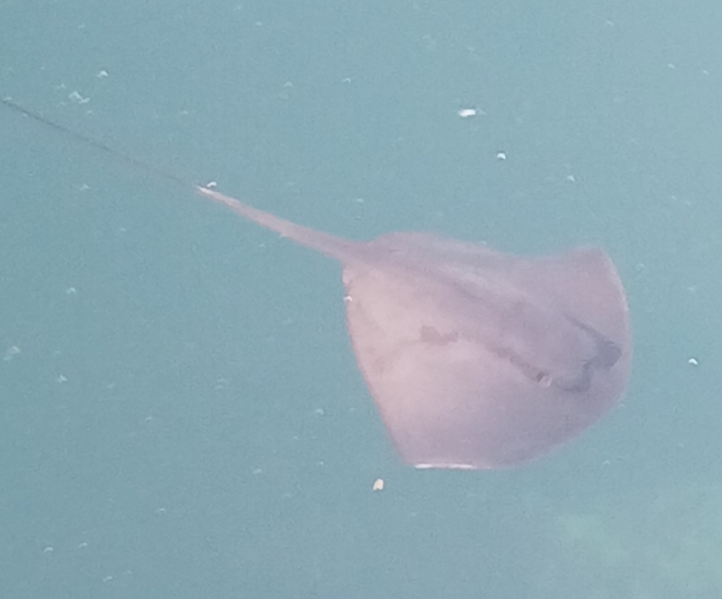 Pinkish violet pelagic stingray swimming in open green water with its long tail trailing