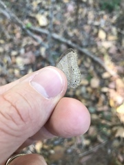 Paryphthimoides poltys