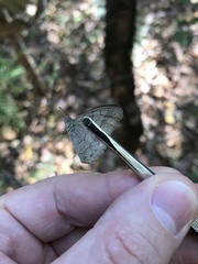 Paryphthimoides poltys