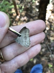 Paryphthimoides poltys