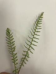 Achillea millefolium