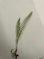 Achillea millefolium