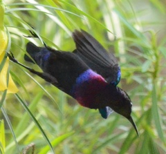 Cinnyris coccinigastrus