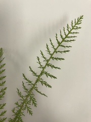 Achillea millefolium